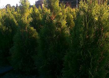 Tuja thuja Smaragd -120cm GR ŻYWOPŁOT