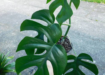 Rhaphidophora tetrasperma nr 3 Araceae pnącze