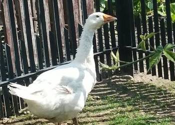Duża zadbana Gęś biała kołobudzka tegoroczna
