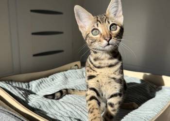 Łagodna samica Savannah F6