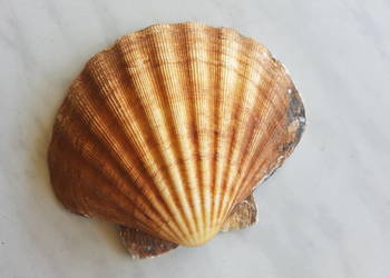 Małże duże