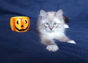 Koty Syberyjskie Neva Masquerade - LORD ZKolakowegoDomu*PL