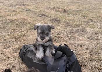 Sznaucer miniaturowy „pieprz i sól” Rodowód Szczenięta z domowej hodowli