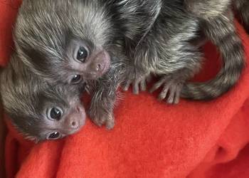 Marmozeta Białoucha- ręcznie karmione maluszki
