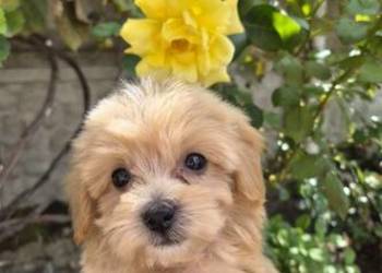 Sprzedam pieski Maltipoo