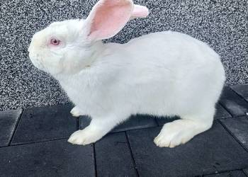 Sprzedam króliki termondzkie