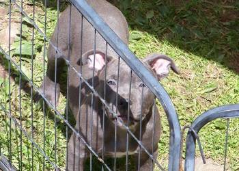 Amstaff Blue – suczka SAGA | American Staffordshire Terrier