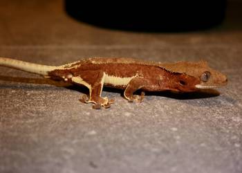 Gekon orzęsiony phantom red lily white, samiec