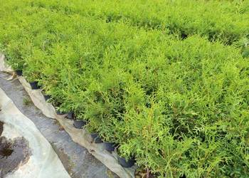 Thuja Brabant 40-50 cm 5 zł Wrocław