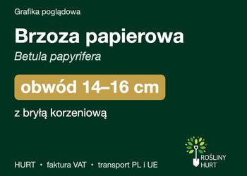 Brzoza papierowa (Betula papyrifera) obwód 14-16 cm, z bryłą – HURT