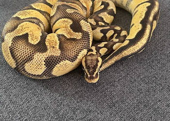Python Regius | Samica | Super Pastel Gravel