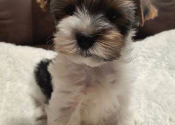 Śliczny piesek Yorkshire Terrier Biewer Tricolor