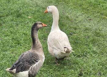 Para gęsi sprzedam lub zamienię na parę kaczek mandarynek lub karolinek.