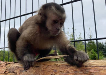 Kapucynka czubata, kawaler szuka domu