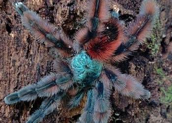 Caribena versicolor (ex. avicularia) L5
