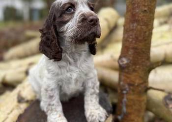 Jedyna taka! Wyjątkowa sunia Cocker Spaniel Angielski Liver Roan rodowód
