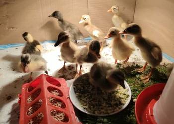 Pisklaki, pisklęta, pisklę kaczka biegus