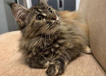 Maine coon kocięta