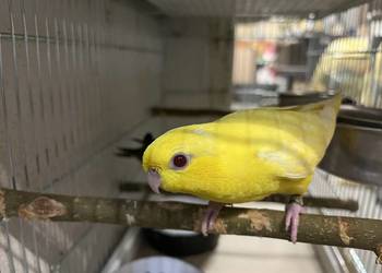 Katarzynki Stokówki Prążkowane