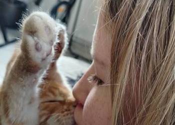 Maine Coon? 3 kocurki