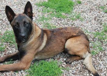 Owczarek holenderski Malinois