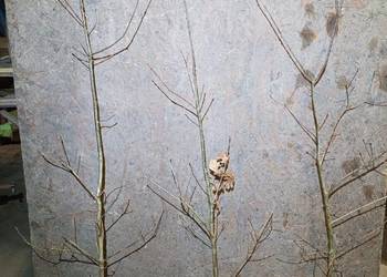 Sadzonki Dębu 110 - 150 cm