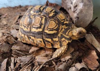 Żółw Lądowy Lamparci - Sklep Zoologiczny