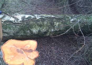 Kłoda brzoza średnica 60 dł.320