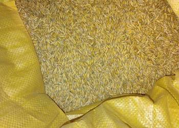 Mieszanka owies z jęczmieniem