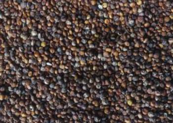 Sorgo czerwone