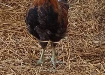 Koguty zielononóżki czystorasowe