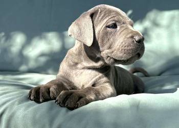 Szczeniaki Cane Corso ZKwP (FCI)
