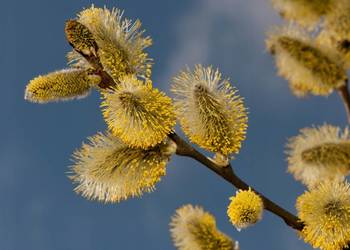 C2 WIERZBA WICIOWA SALIX VINIMILIS MIODODAJNA SADZONKA 70-90 CM