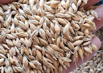 Jęczmień jary ościsty