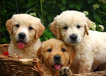 Golden retriever szczeniaki 7 tygodni