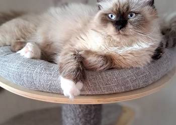 Kotka neva masquerade syberyjska seal point