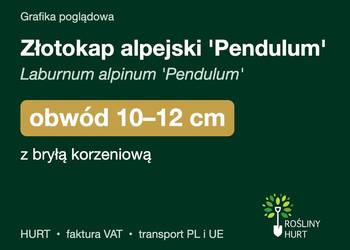 Złotokap alpejski 'Pendulum' obwód 10-12 cm, z bryłą – HURT