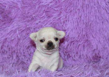 Chihuahua samiec ZKwP FCI