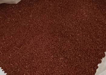 Pszenica Euforia zaprawiona do siewu