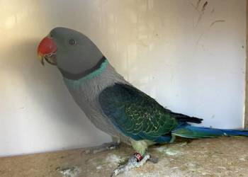 Aleksandretta malabarska