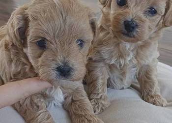 Szczenięta Maltipoo