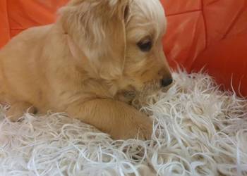Golden Retriever /szczeniak /złoty piesek/gotowy do odbioru/ rodowód ZKPL