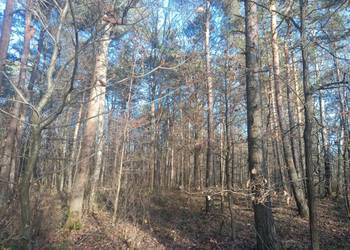 sprzedam las ponad 9 hektara podkarpackie