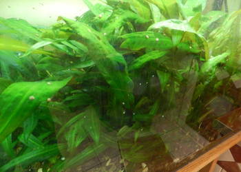 Kryptokoryna piękne i zdrowe sadzonki.