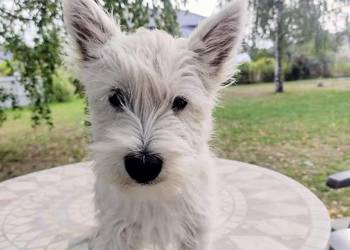 Do odbioru piesek po Championach West Highland White terrier FCI Do odbioru piesek po Championach West Highland White terrier FCI