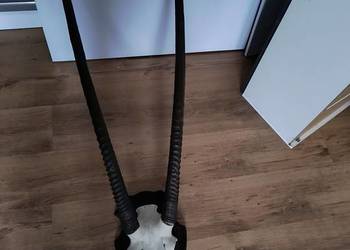 Czaszka antylopy oryks z porożem BDB