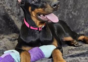 Szczeniak dobermana