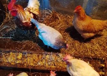 Sprzedam kury nioski