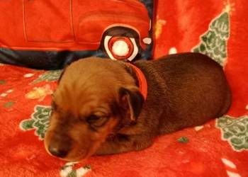 Pinczer średni niemiecki Fédération Cynologique Internationale FCI ZKwP