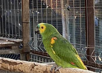 Para Amazonki niebieskoczelne